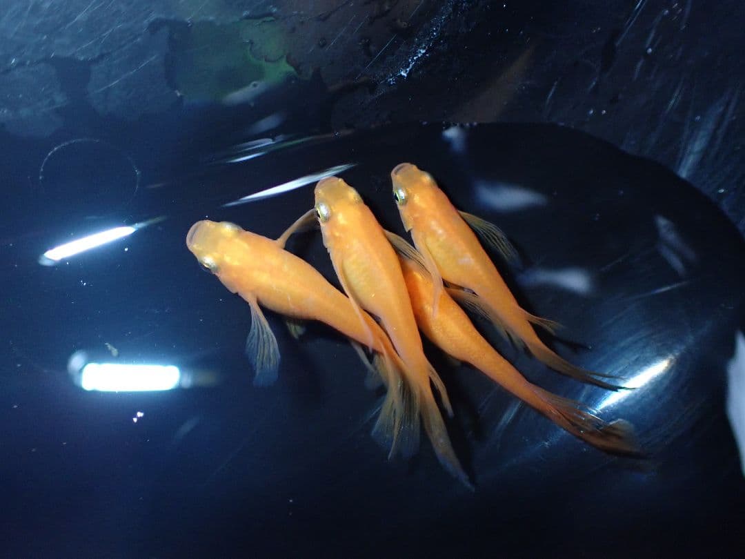 デジタルカメラ Olympus Tough tg6