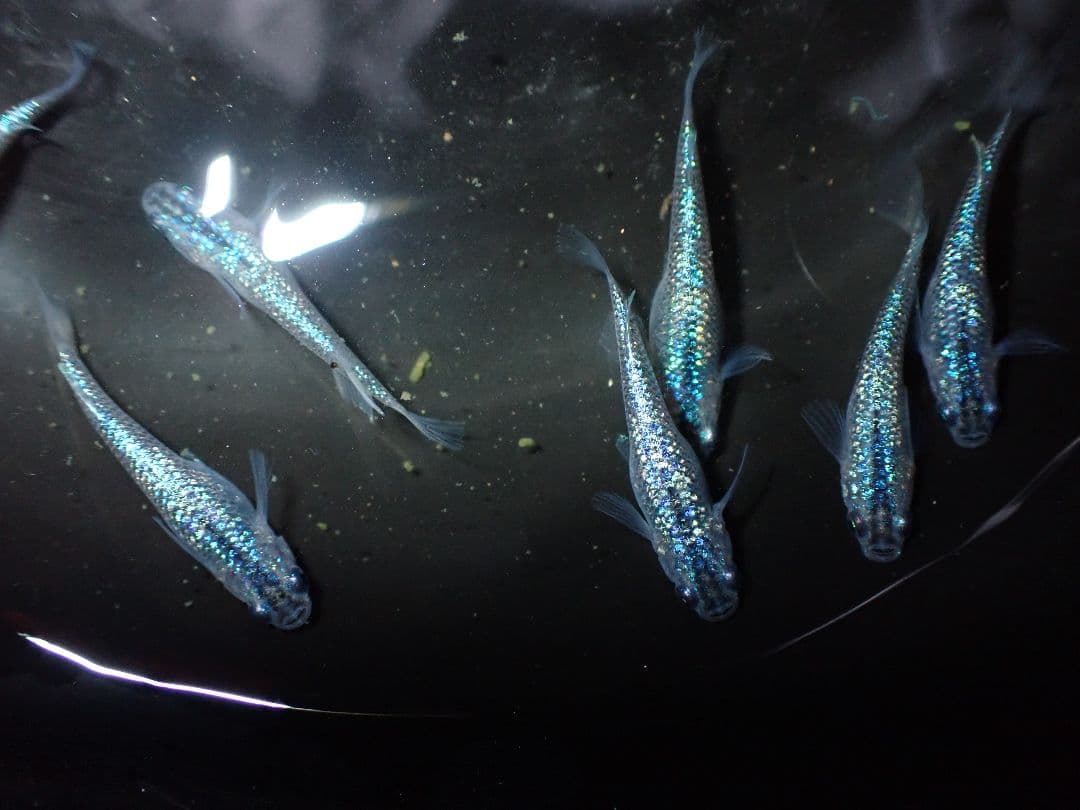 デジタルカメラ Olympus Tough tg6