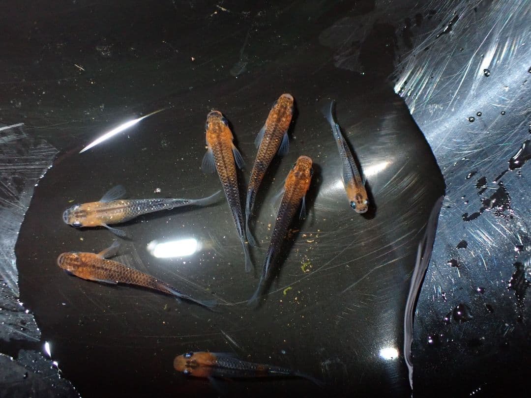 デジタルカメラ Olympus Tough tg6