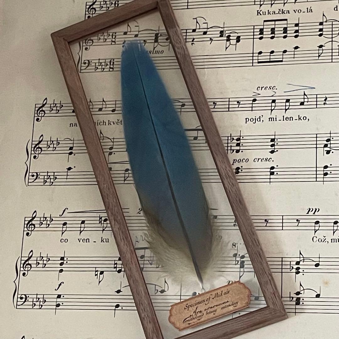 ［おまとめ］羽根の標本+ ヨダヒデミさんジュエリーボックス