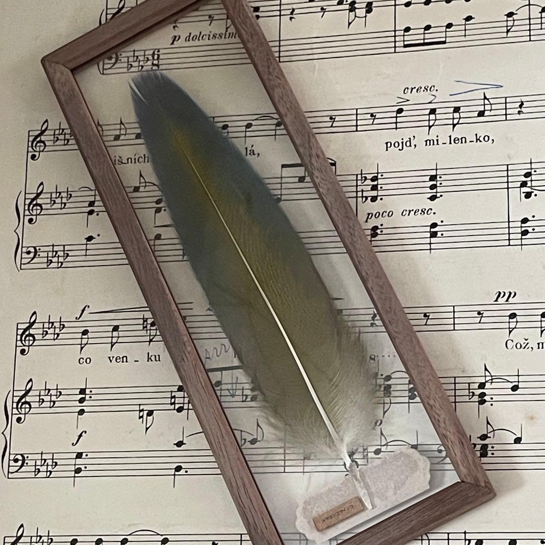 ［おまとめ］羽根の標本+ ヨダヒデミさんジュエリーボックス