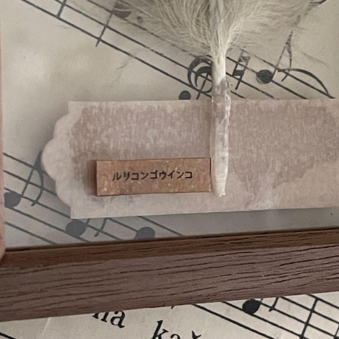 ［おまとめ］羽根の標本+ ヨダヒデミさんジュエリーボックス