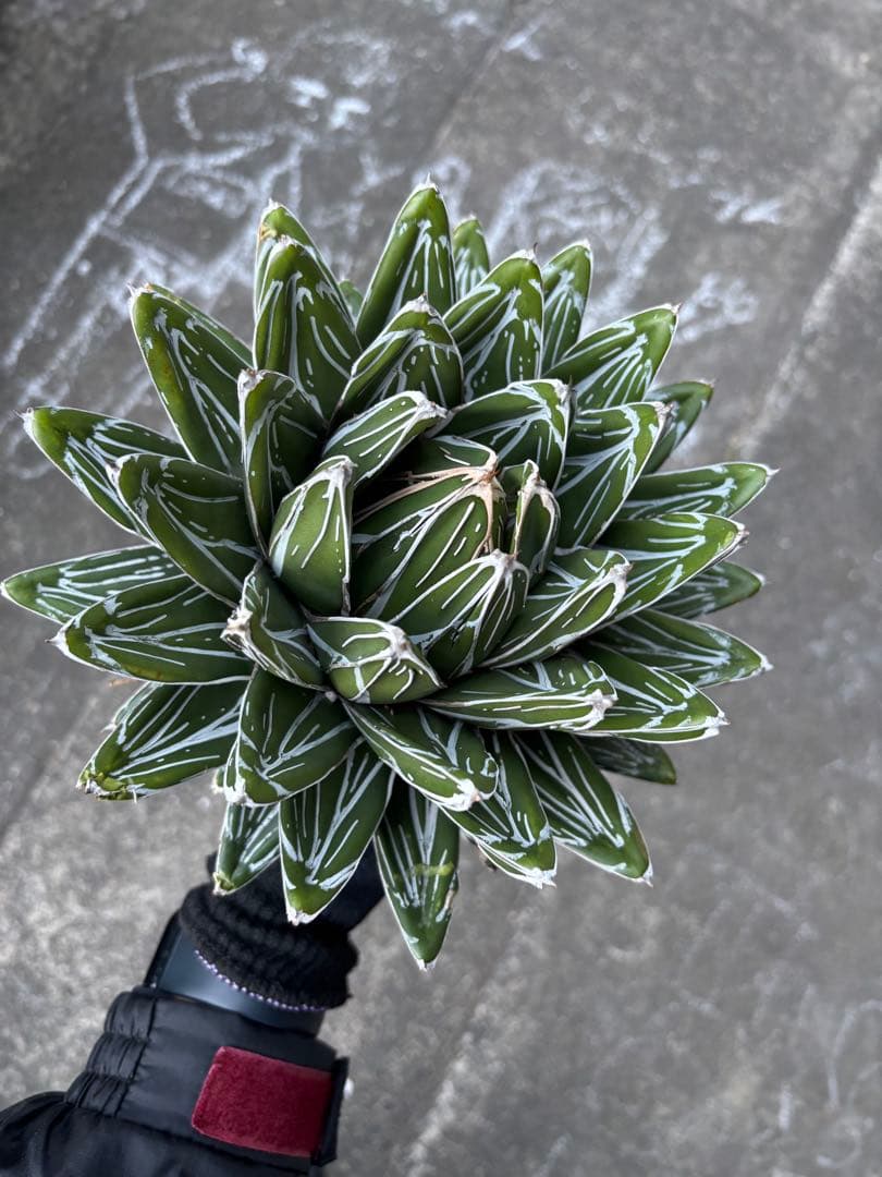 アガベ　笹の雪　極上株　子株販売