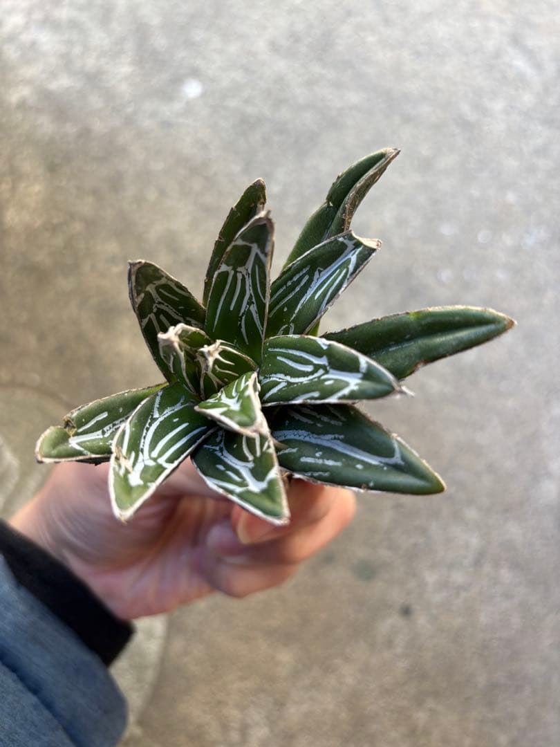 アガベ　笹の雪　極上株　子株販売