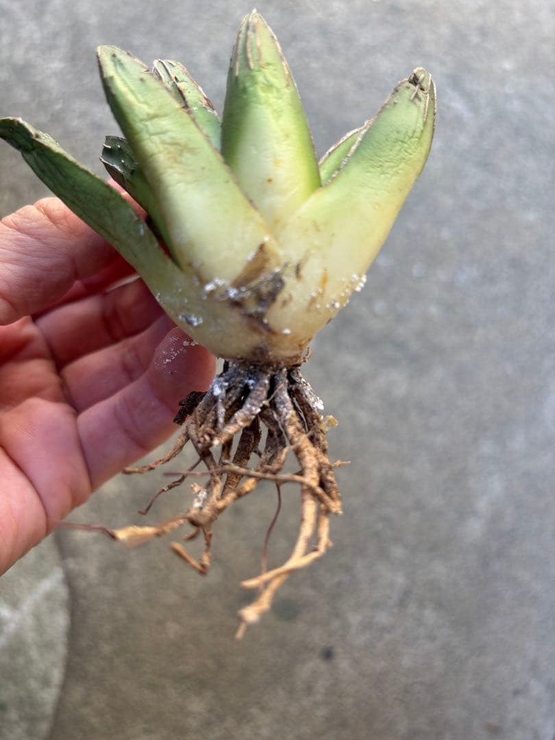 アガベ　笹の雪　極上株　子株販売