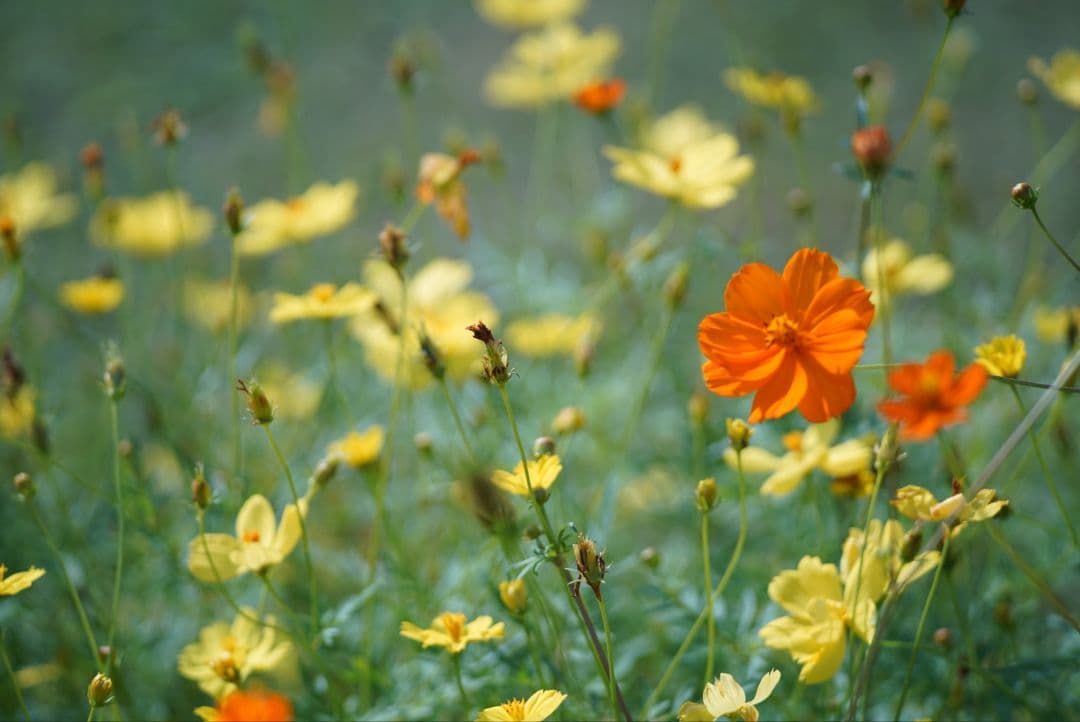 【動作確認済】CANON FD 100mm f2.8 S.S.C. 初期保証付