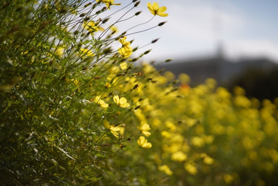 【動作確認済】CANON FD 100mm f2.8 S.S.C. 初期保証付