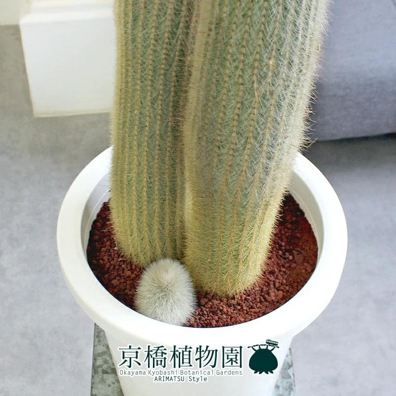 【おがわ@読書に挑戦】【現品】サボテン吹雪柱（フブキチュウ）8号白鉢（1）