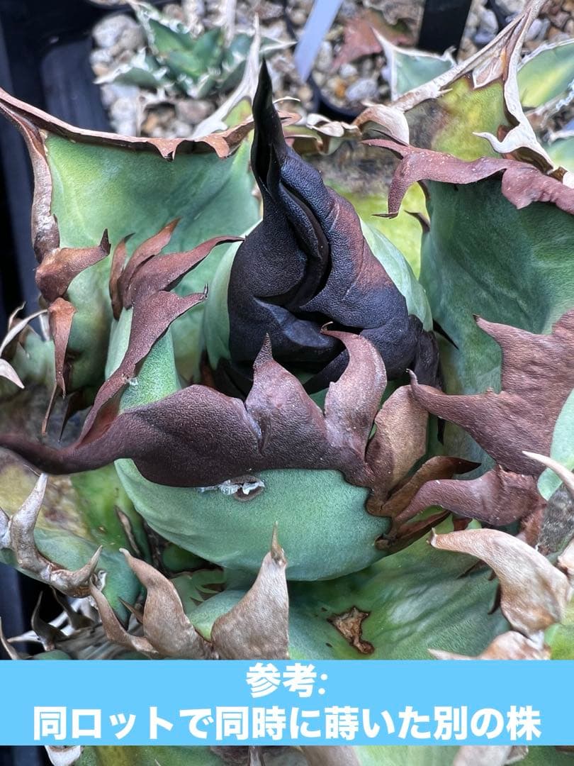 アガベ オテロイ 実生選抜 2022Lot 子株出品