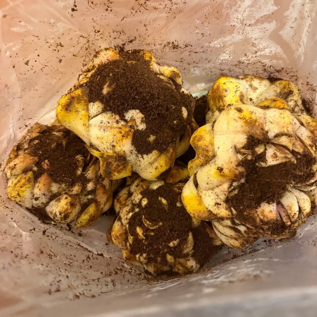 NAO様リクエスト出品