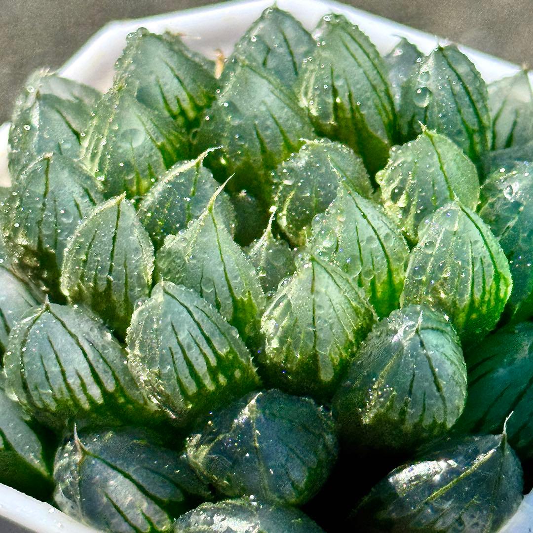 ご*！様 ブルーレイオブツーサ錦　超美株　ハオルチア　観葉植物　27