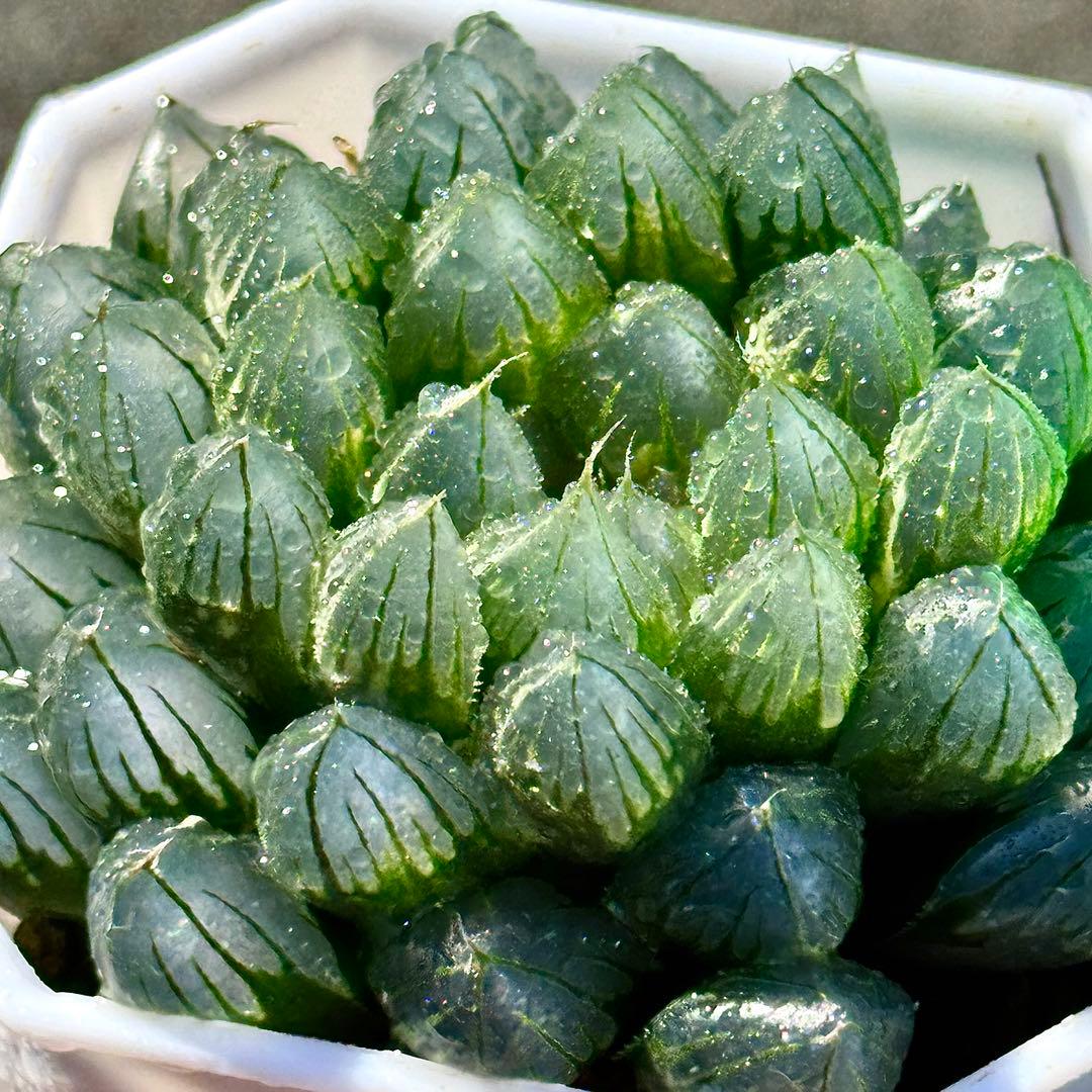 ご*！様 ブルーレイオブツーサ錦　超美株　ハオルチア　観葉植物　27