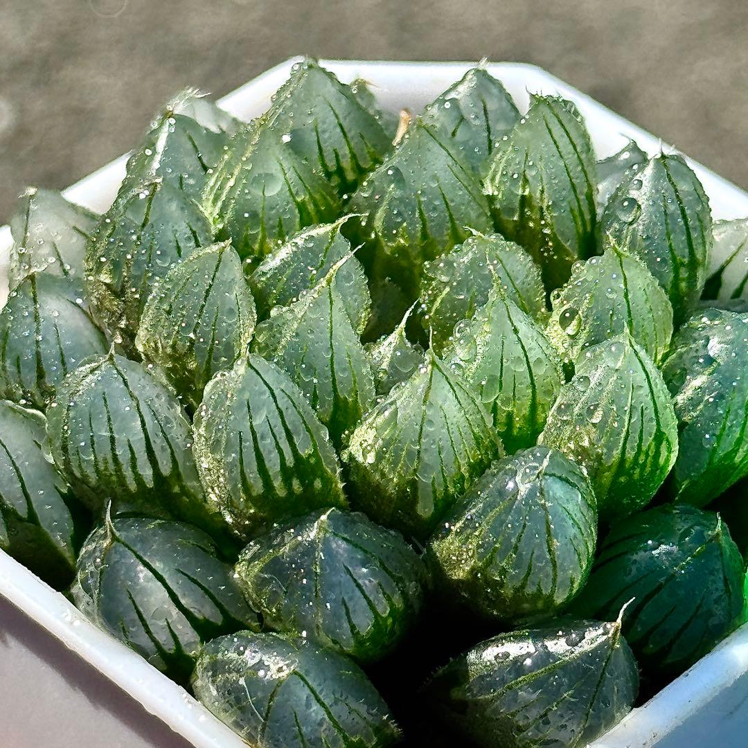 ご*！様 ブルーレイオブツーサ錦　超美株　ハオルチア　観葉植物　27