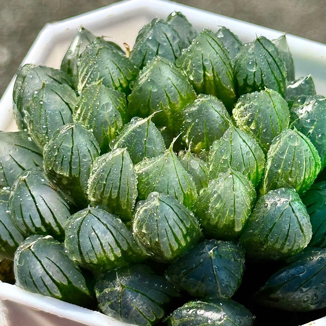 ご*！様 ブルーレイオブツーサ錦　超美株　ハオルチア　観葉植物　27