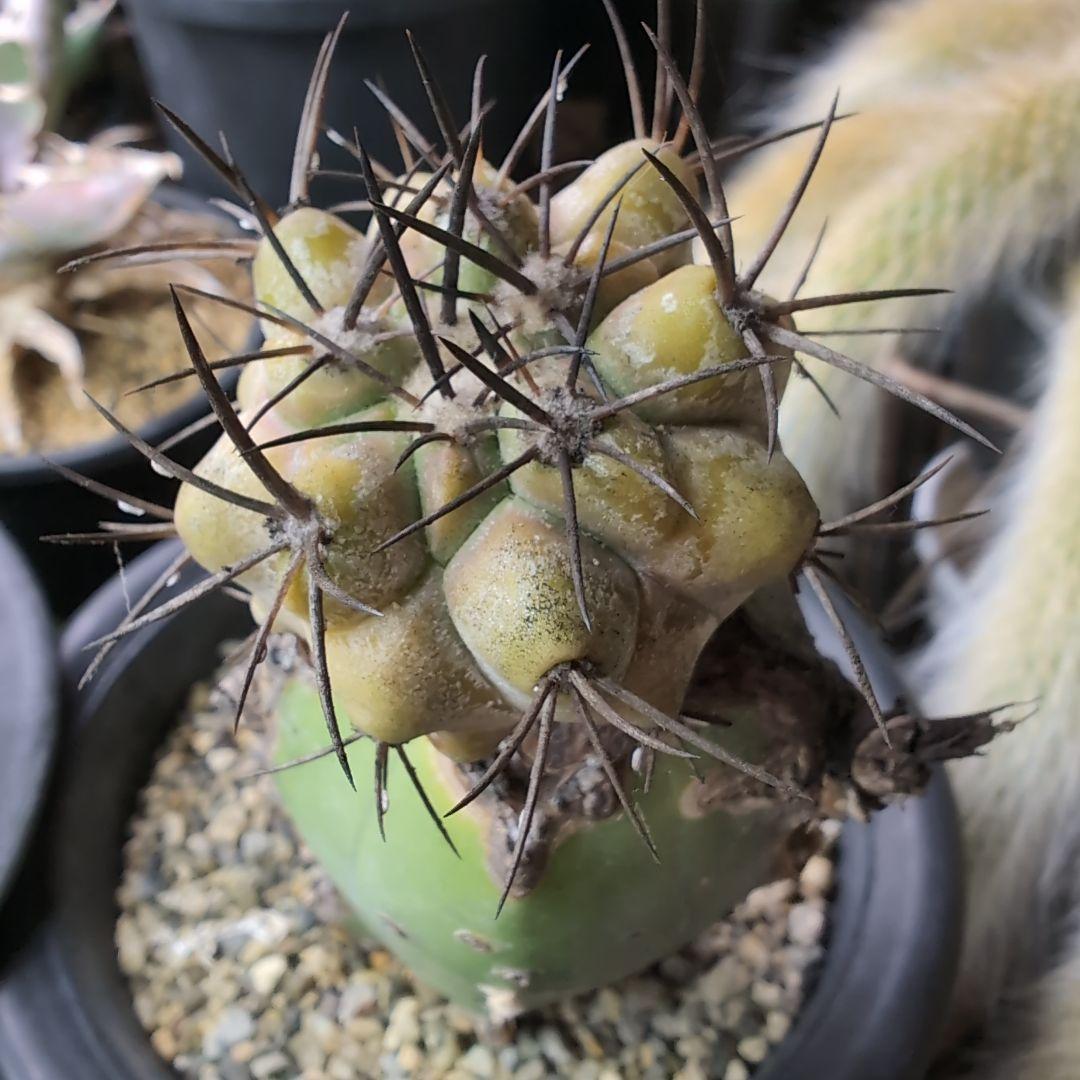 専用　輸入球　コピアポア　黒王丸錦　かき仔　接ぎ木　鉢ごと送料込み