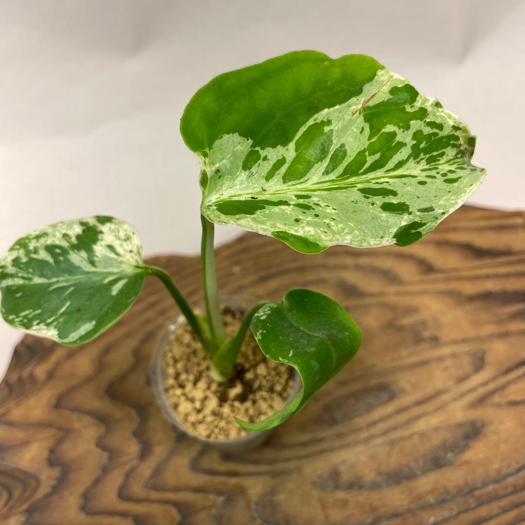 S*h様 L043品種保証！斑入り保証！　モンステラ バルバソー フシギダネ