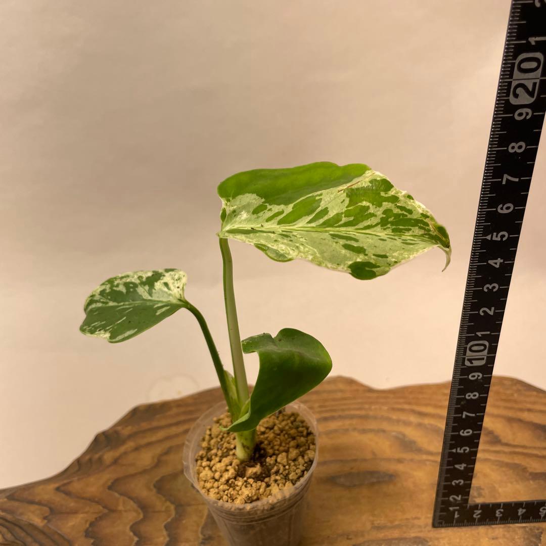 S*h様 L043品種保証！斑入り保証！　モンステラ バルバソー フシギダネ