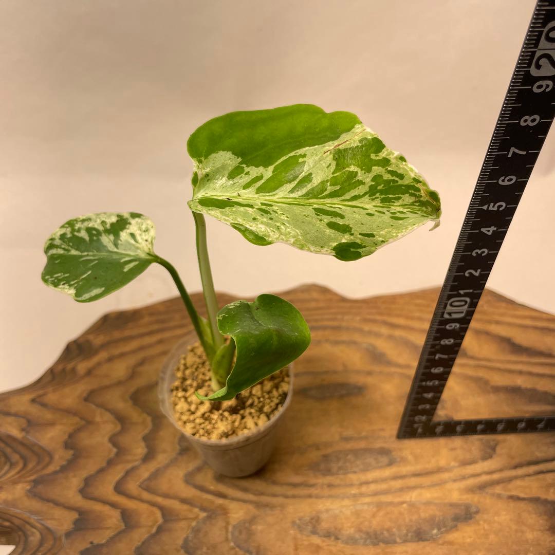 S*h様 L043品種保証！斑入り保証！　モンステラ バルバソー フシギダネ