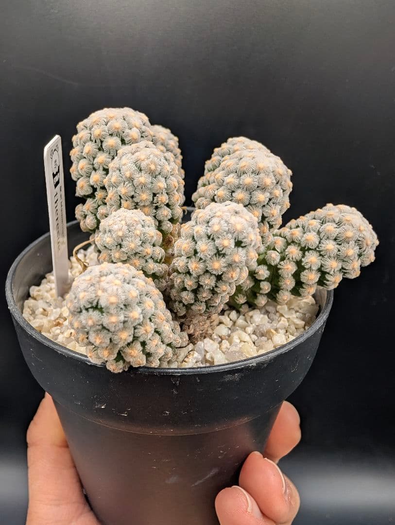 テレサエ 実生 群生 鉢植えメルカリ便送料込み