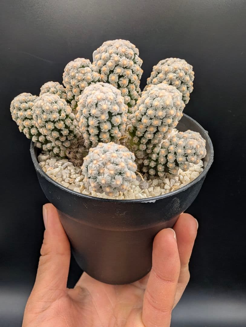 テレサエ 実生 群生 鉢植えメルカリ便送料込み