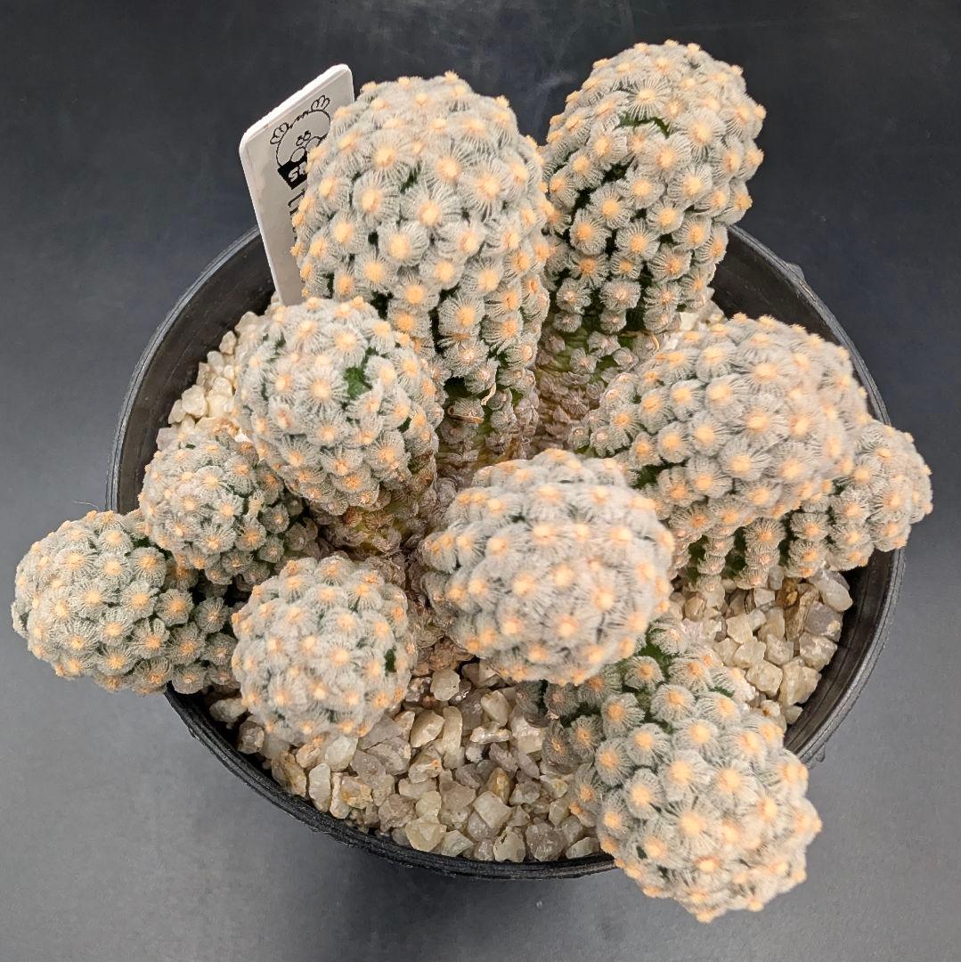 テレサエ 実生 群生 鉢植えメルカリ便送料込み