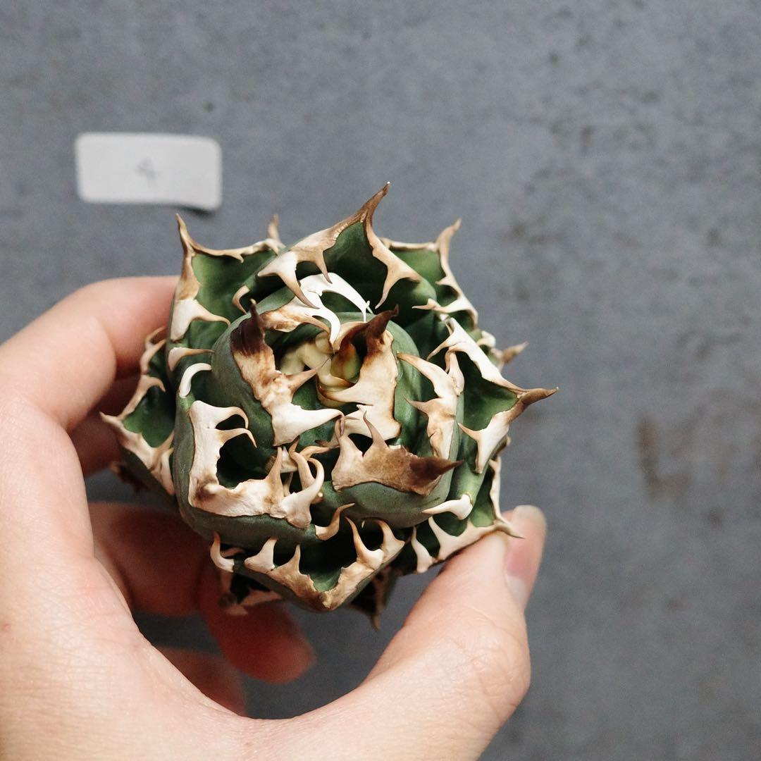 早い者勝ち！アガベ　チタノタ　オテロイ　赤猫　ゴリ猫　コンパクト　4