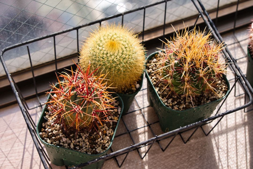 Sony ZV-E10 ミラーレス一眼レフ、カメラボディーとレンズ2本