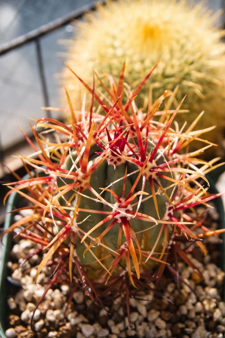 Sony ZV-E10 ミラーレス一眼レフ、カメラボディーとレンズ2本