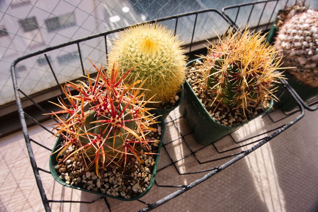 Sony ZV-E10 ミラーレス一眼レフ、カメラボディーとレンズ2本