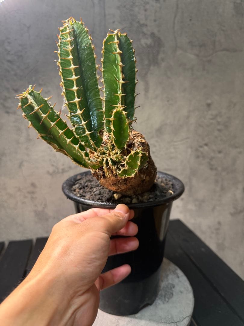 ユーフォルビア ムランジーナ　珍株　発根確認済