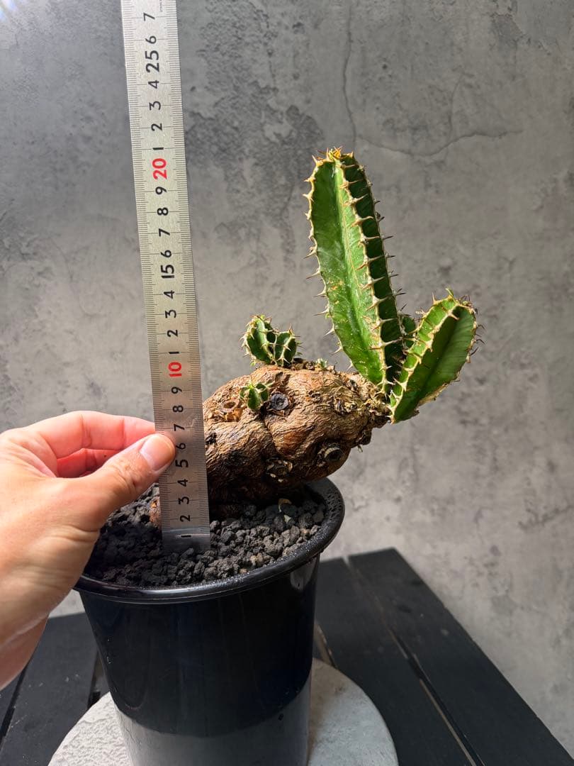 ユーフォルビア ムランジーナ　珍株　発根確認済