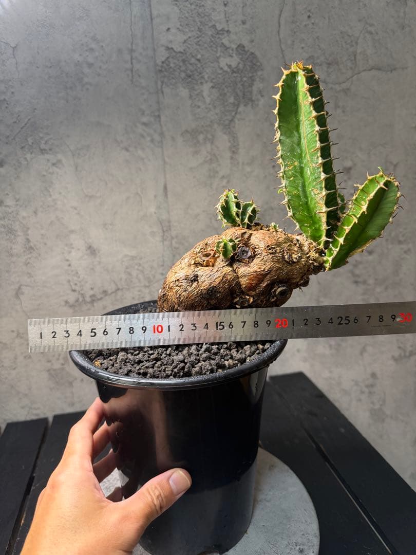 ユーフォルビア ムランジーナ　珍株　発根確認済