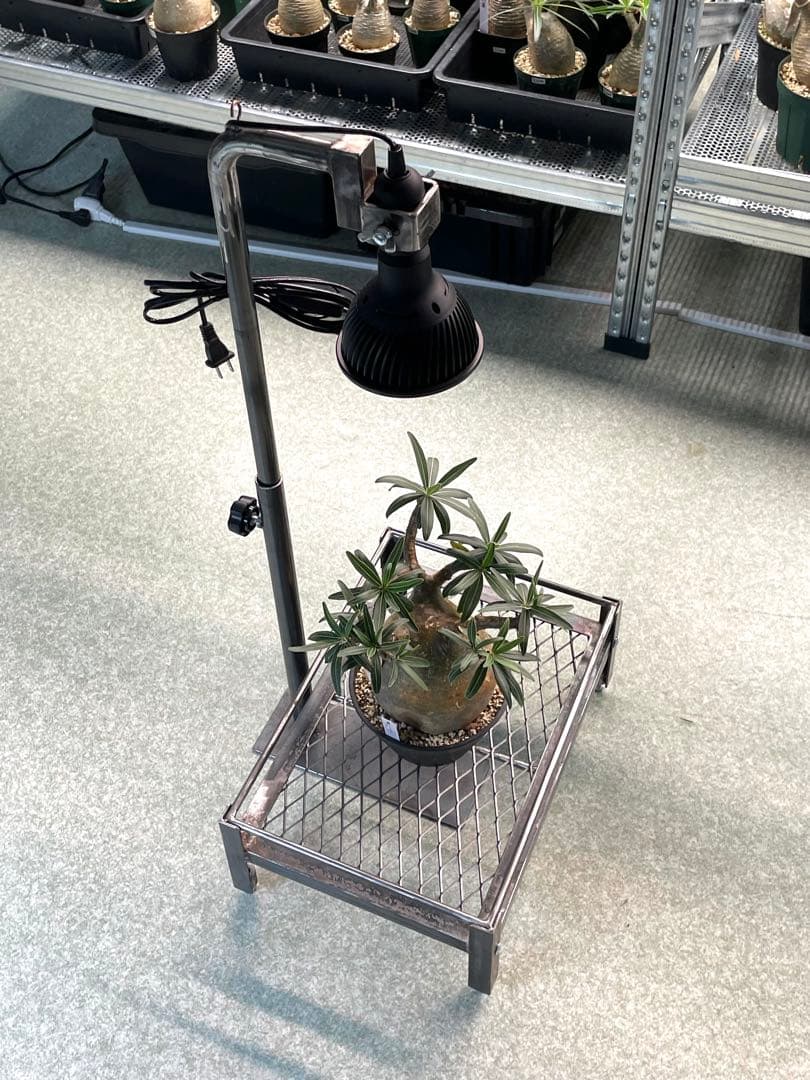 1台現品　塗装前完成品　ミニ植物棚　ライト特別使用。電源用ライトソケット付き。