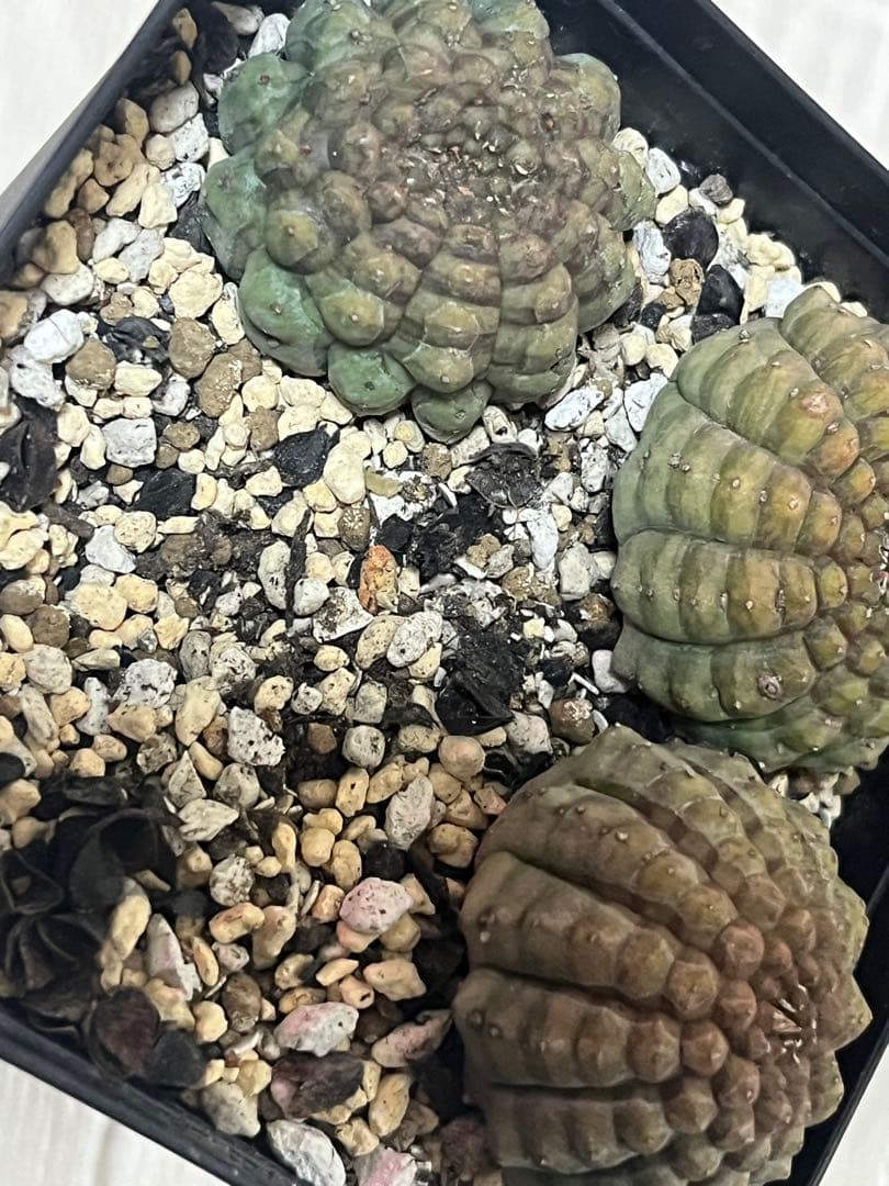 亀甲オベサ　カキコ自根 3株　サボテン