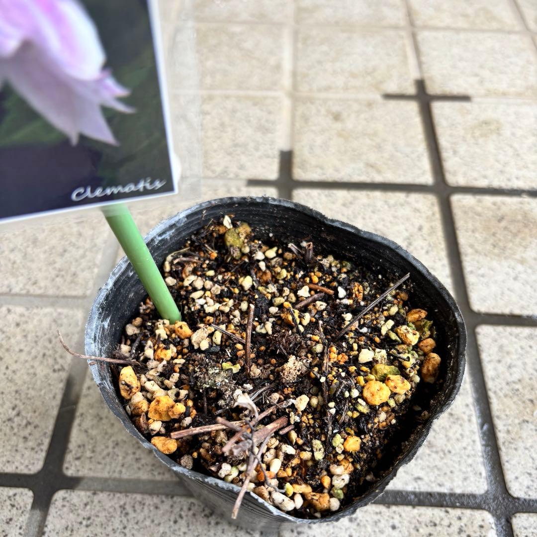 クレマチス　マクロペタラウェッセルトン　苗　プロペルティウス　‼️超レア品種‼️