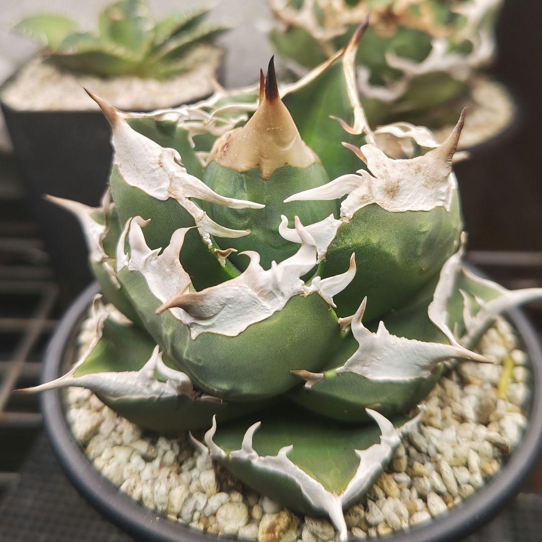 アガベ　チタノタ　sad　親株　コンパクト