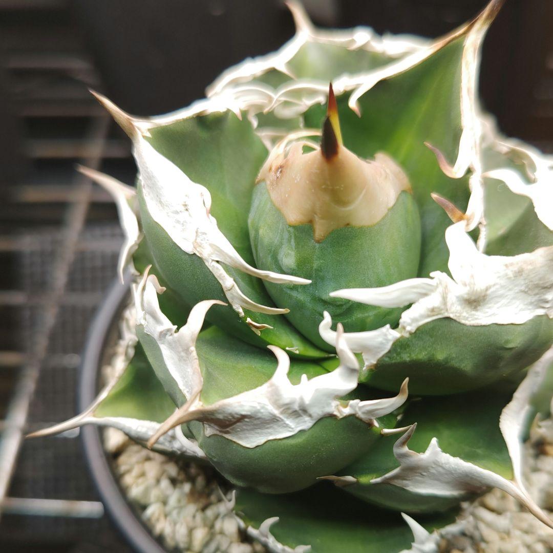 アガベ　チタノタ　sad　親株　コンパクト