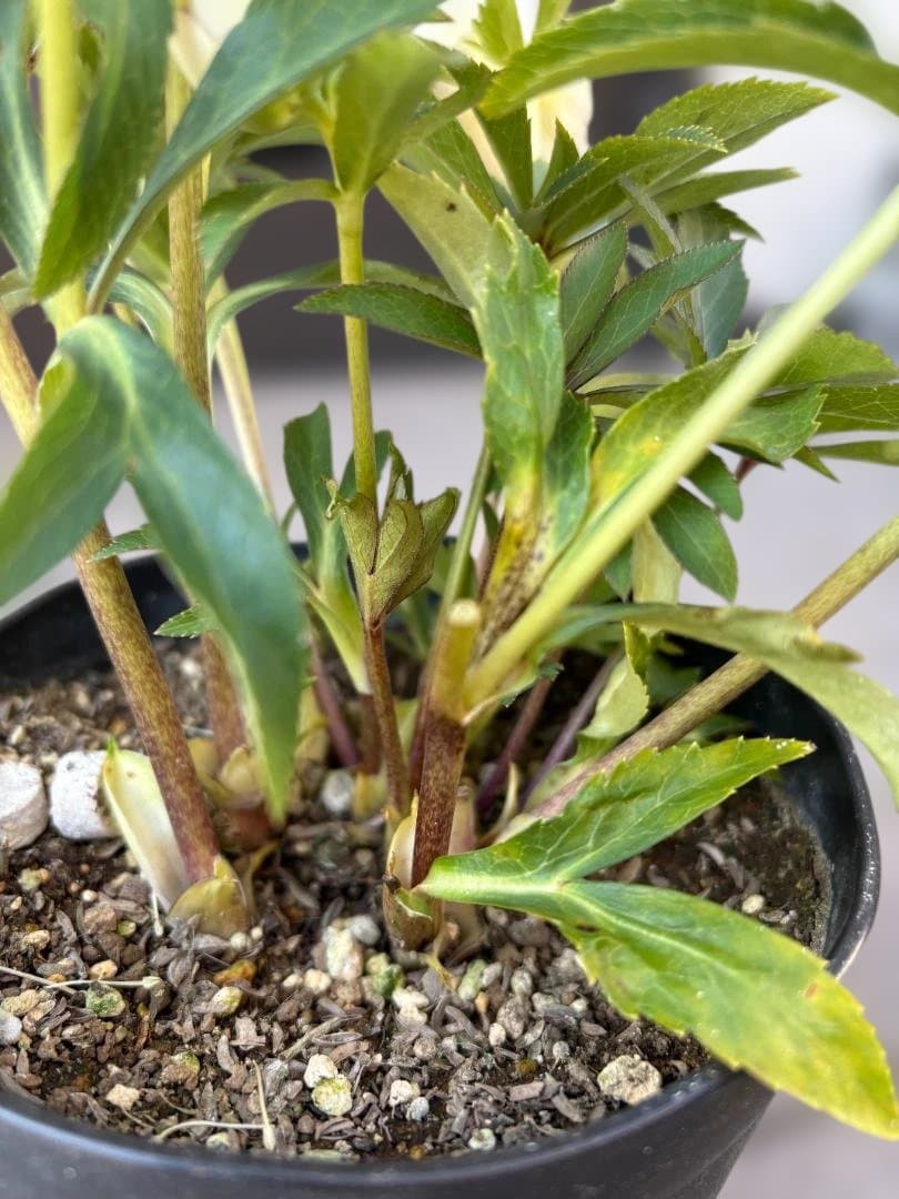 広瀬園芸　ピンクゴールドSD　クリスマスローズ開花株