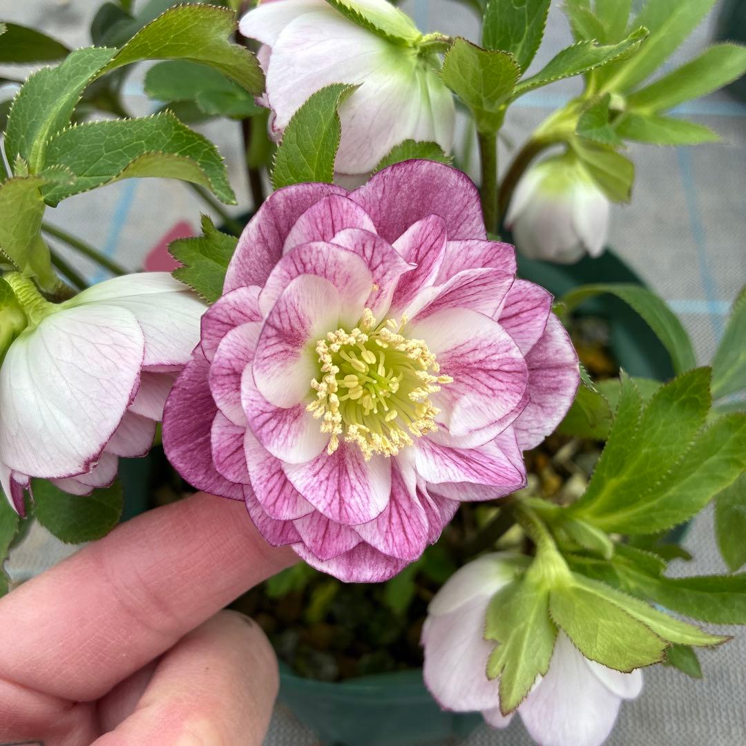 クリスマスローズ　プリマヴェーラ交配　加藤農園　6寸