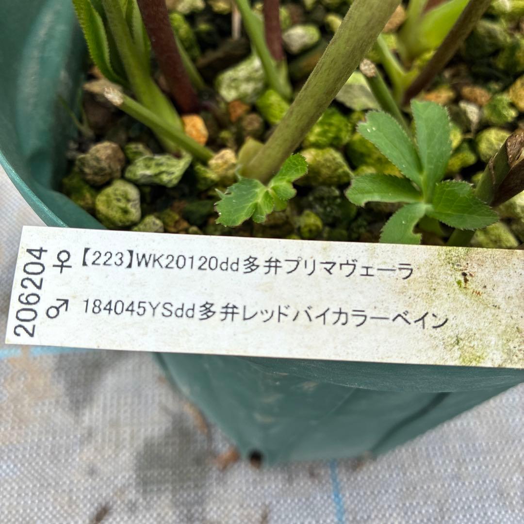 クリスマスローズ　プリマヴェーラ交配　加藤農園　6寸