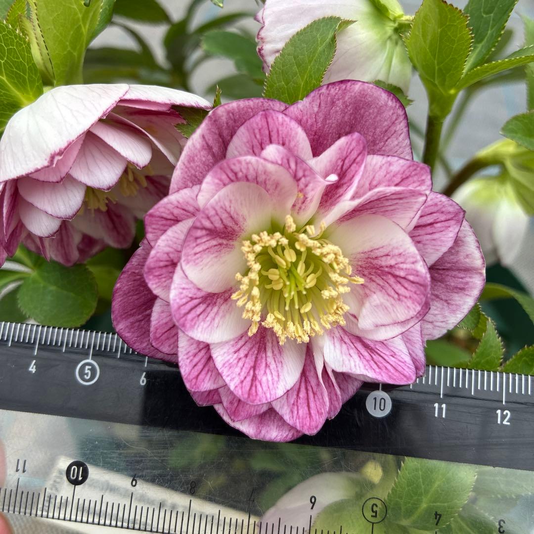 クリスマスローズ　プリマヴェーラ交配　加藤農園　6寸