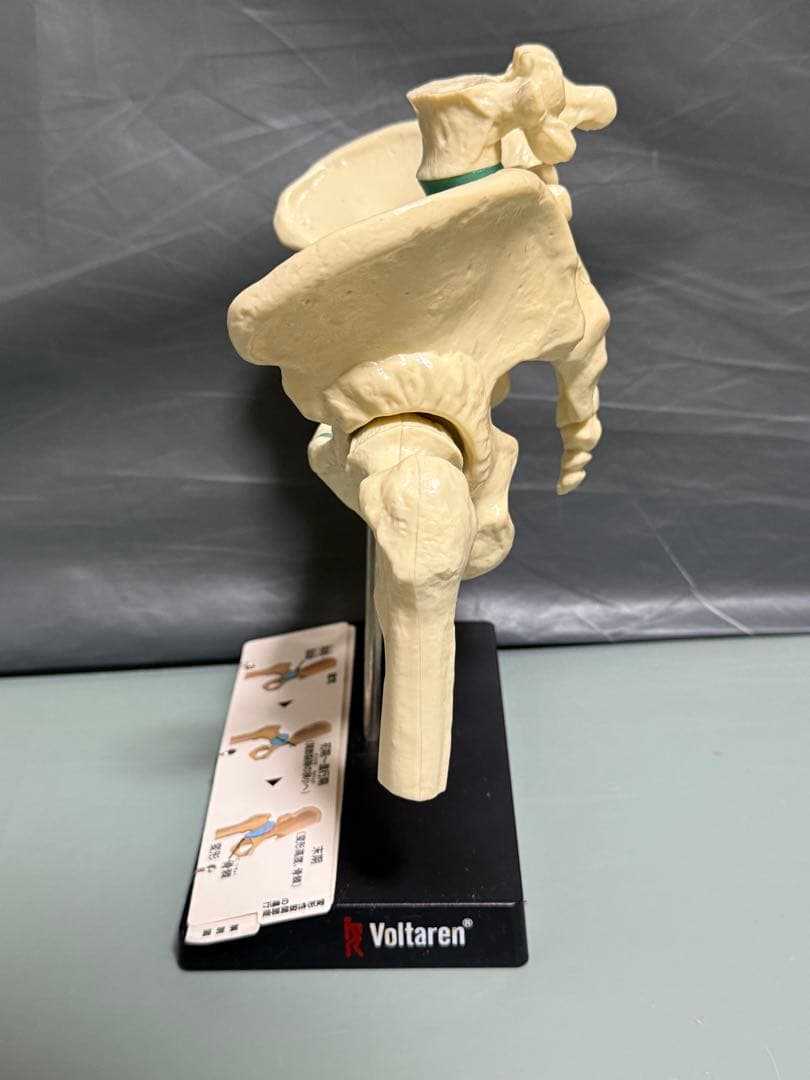 Voltaren 骨盤模型 大腿骨付き腰椎 脊髄 骨格模型　骨模型 人体模型
