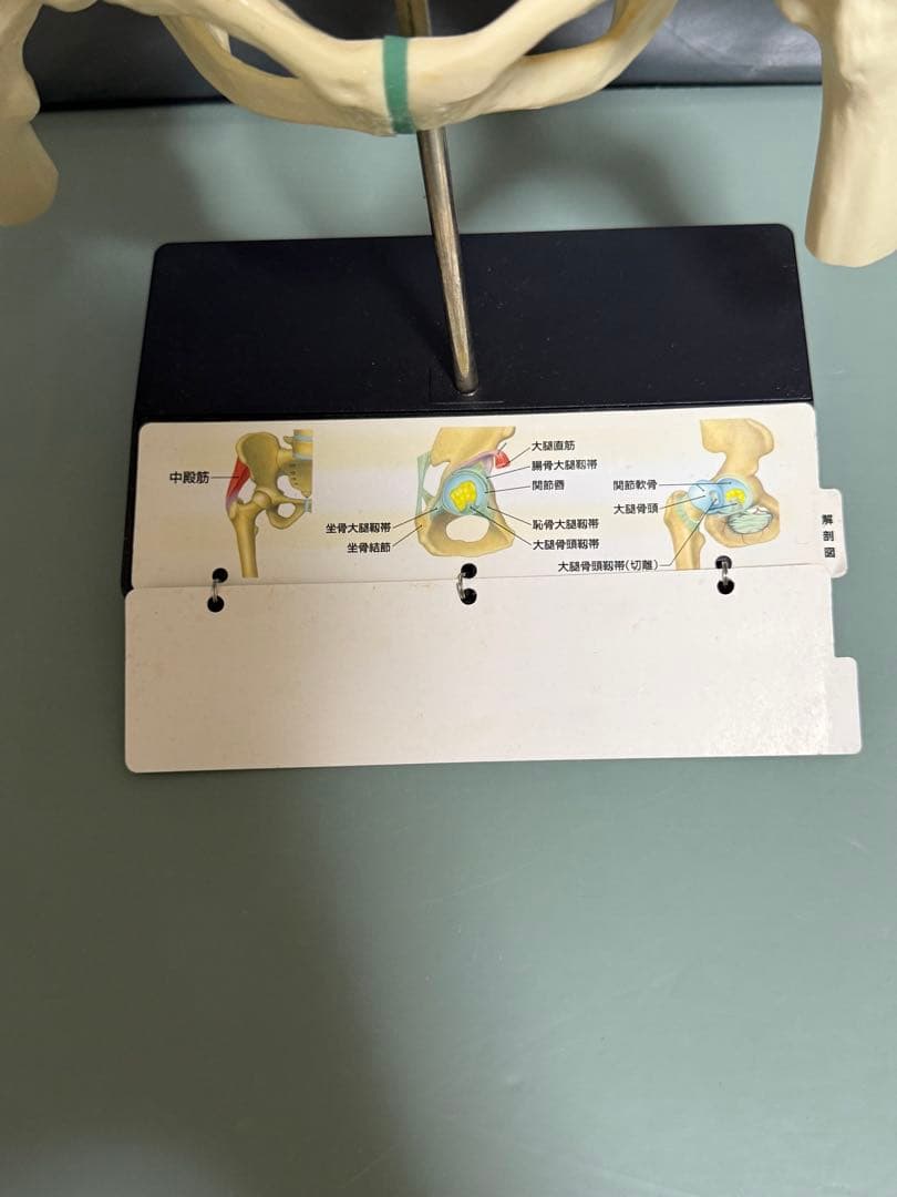 Voltaren 骨盤模型 大腿骨付き腰椎 脊髄 骨格模型　骨模型 人体模型