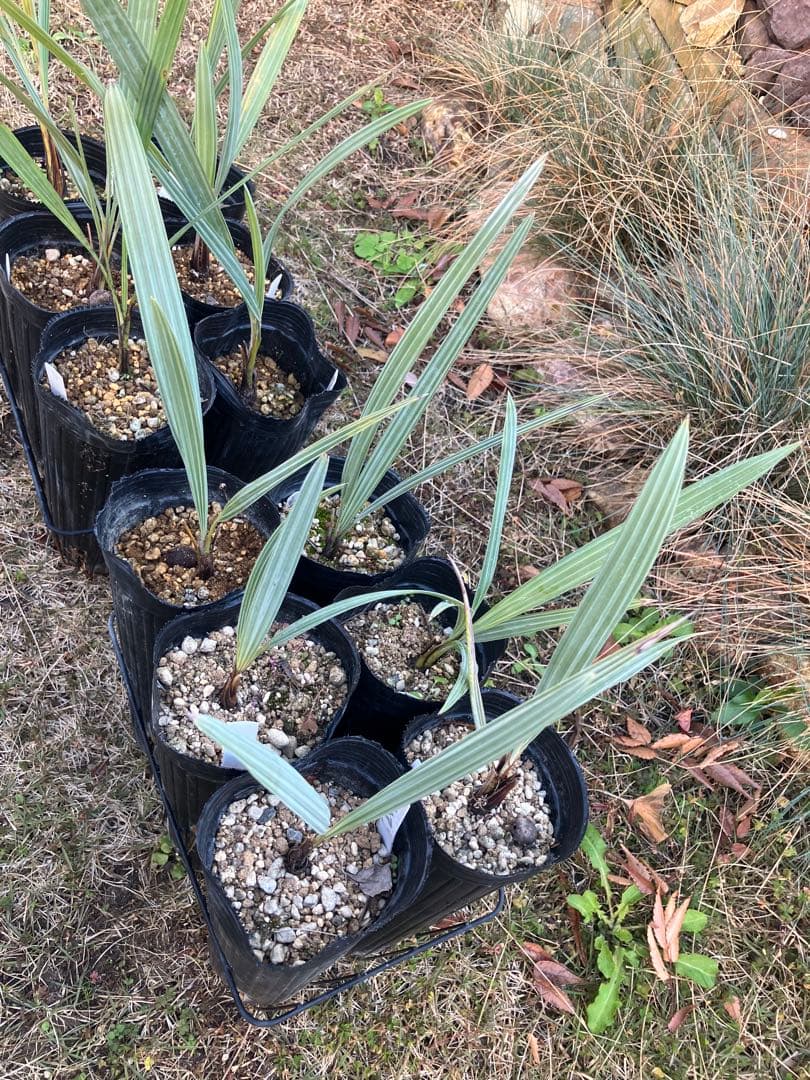 ブラヘア　アルマータ　12株