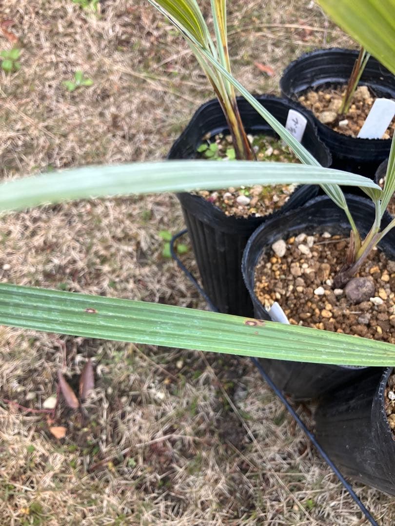 ブラヘア　アルマータ　12株