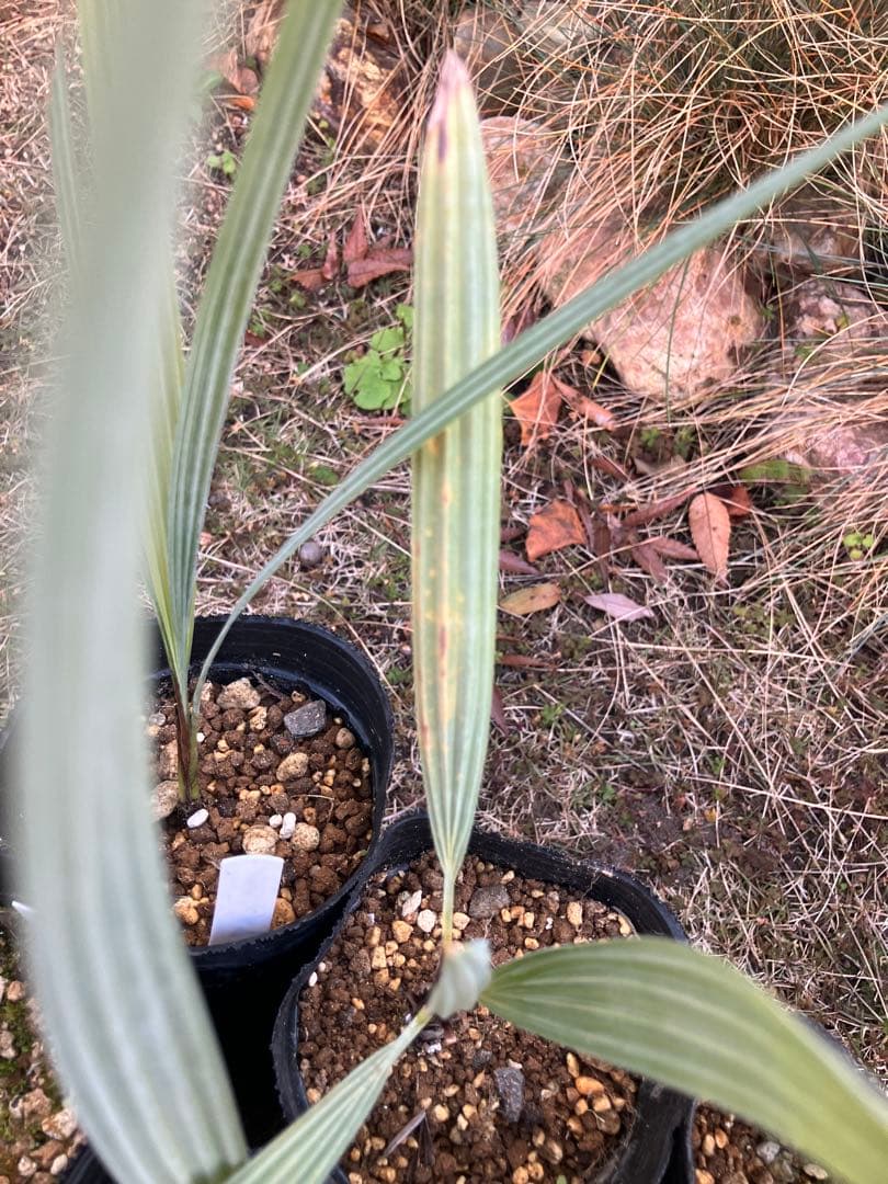 ブラヘア　アルマータ　12株