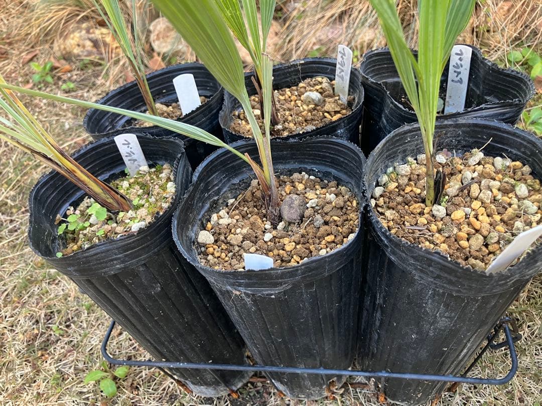 ブラヘア　アルマータ　12株