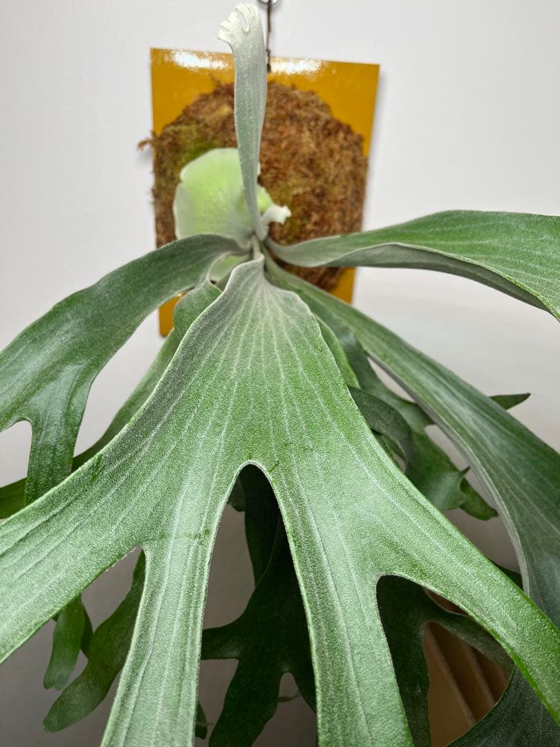 お*じ様 ビカクシダ　ギンカ　スポア　大株