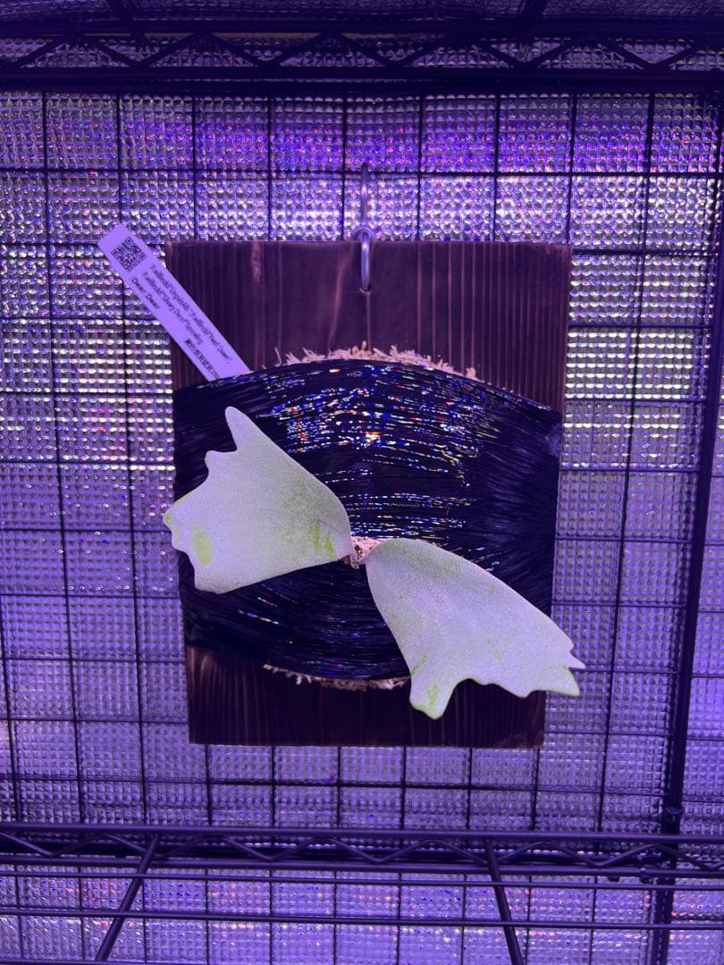 ビカクシダ willinckii 3Mix Spore 台湾株