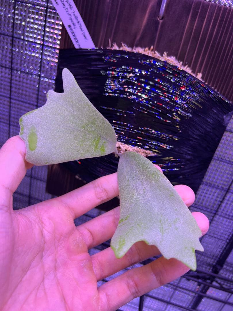 ビカクシダ willinckii 3Mix Spore 台湾株